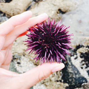 Uni Sea Urchin 100g Sashimi (Frozen)