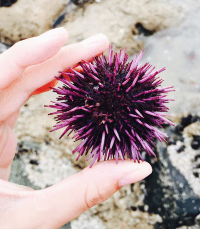 sea urchin