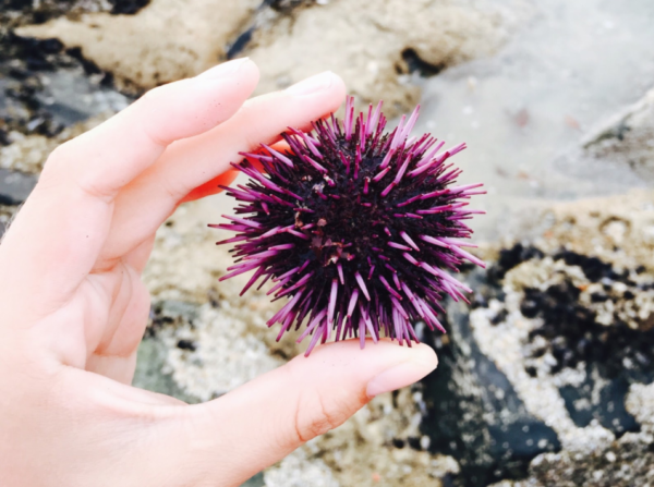 sea urchin