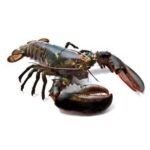 Fresh Lobster Canadian (600-800)
