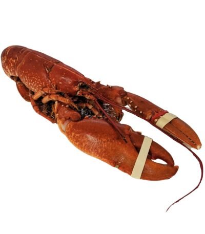 Whole Cooked European Lobster 700 g