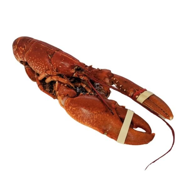 Whole Cooked European Lobster 700 g