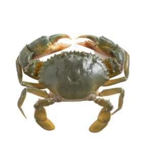 Fresh Crab 200g (1Piece)