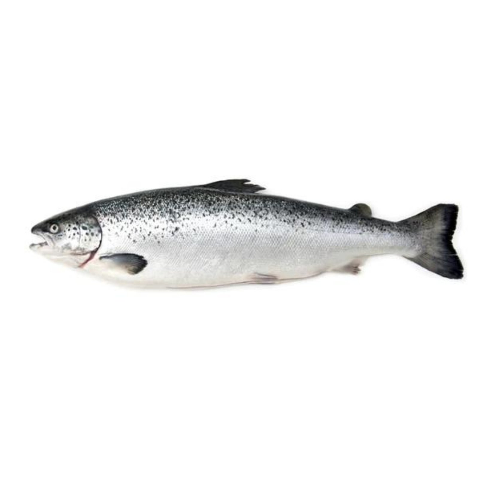 Salmon Norway Whole Fish (3-3.5kg)