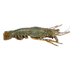 Lobster Whole Frozen (600g-900g) India