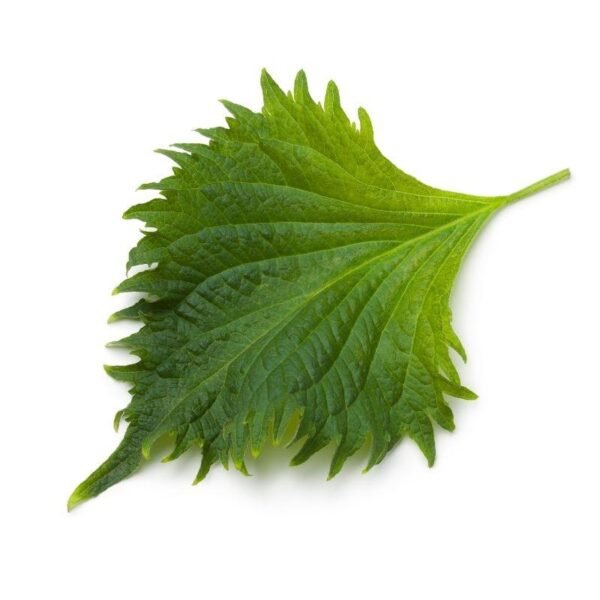 Shiso leaves fresh 100g