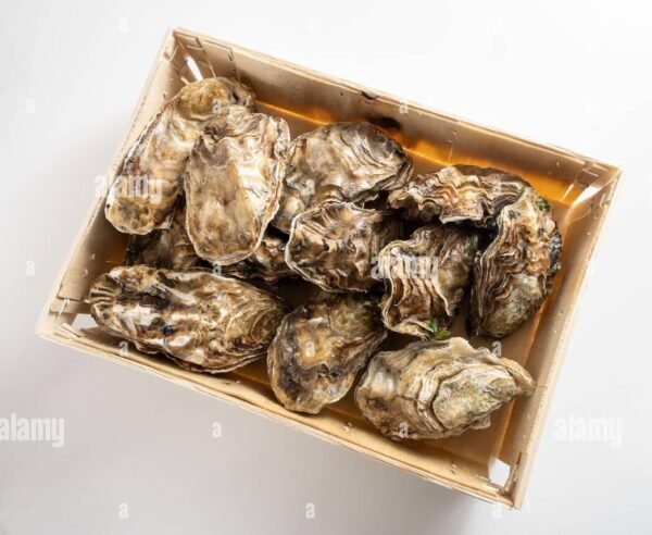 Fresh Oysters Box 25pcs (Holland - Weekly) - Image 2