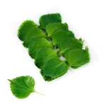 Shiso Leaves Fresh 15pc - Image 2