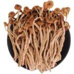 Enoki Mushroom Dry (100g) Bonsai