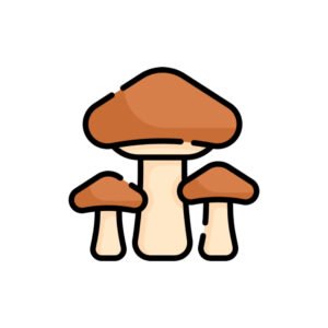 Mushroom