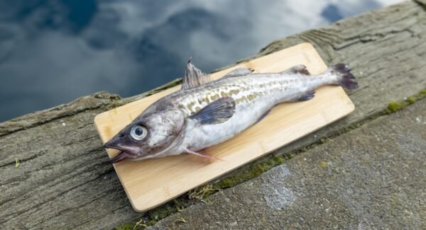 Tempura Fish Fillets 1kg - Image 3