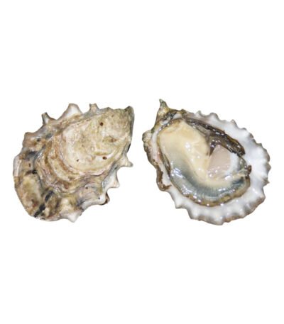 Fresh Oysters 5 Pieces Creek (UK)