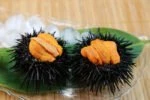 sea urchin