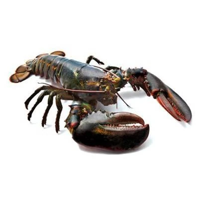 Fresh Lobster Canadian (600-800)