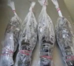 Lobster Wild Whole Frozen (~600g) Senegal - Image 2